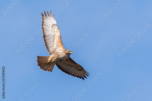 buzzard in flight