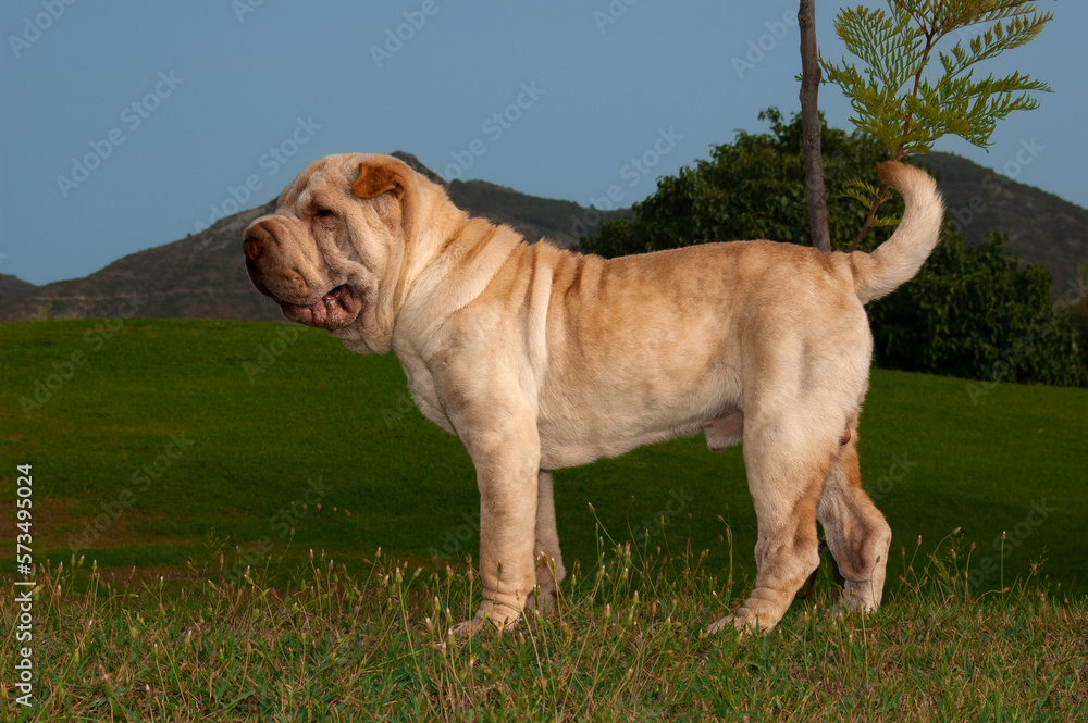 Portrait head of shar pei purebred dog sand color in the field with blue sky background