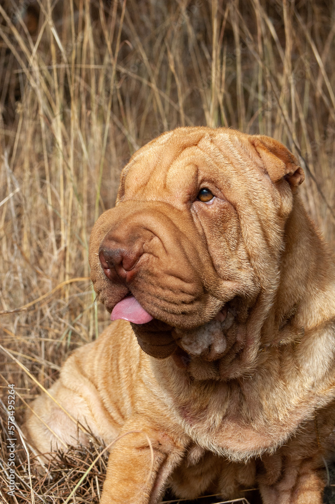 Portrait head of shar pei purebred dog in the field with blue sky background Portrait head of shar pei purebred dog in the field with blue sky background