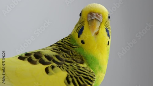 Yellow wavy parakeet slightly flaps its wings, then turns its head towards the camera and then turns away. High quality 4k footage