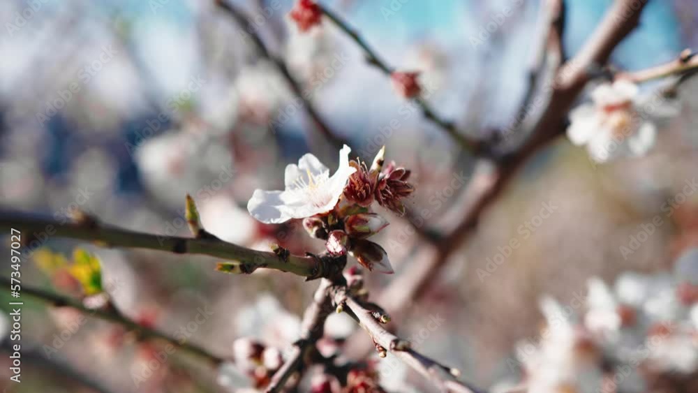 Beautiful almond white and pink tree flower for spring season Beautiful almond white and pink tree flower for spring season