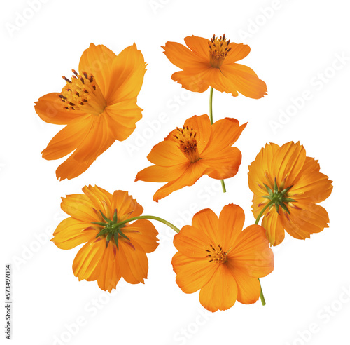 Beautiful orange cosmos flower