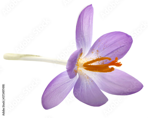 Saffron crocus flower