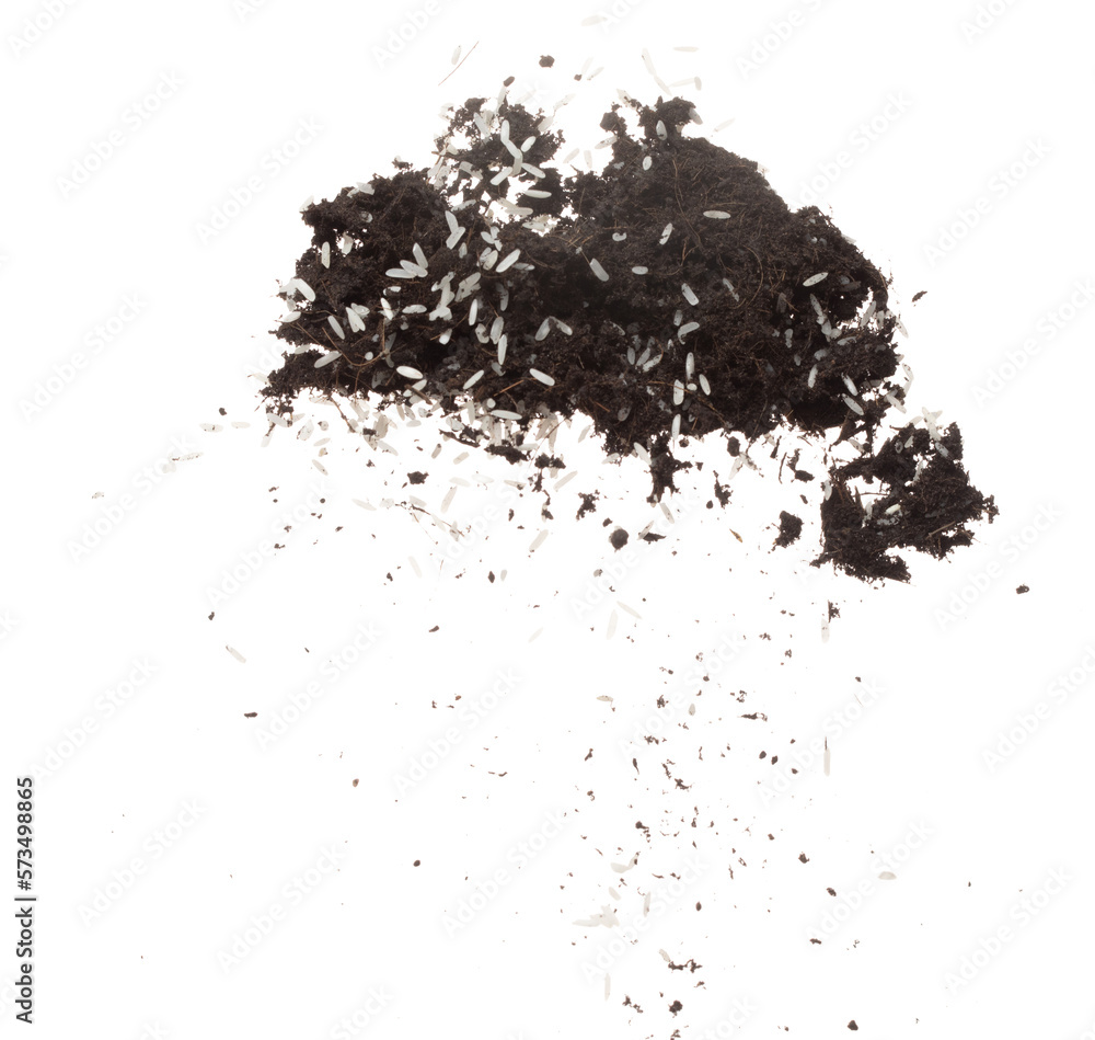 Soil dirt white rice mix fly explosion. Rice soil fertilizer abstract cloud fly. Soil mix jasmine rice planting splash stop in air. white background isolated high speed freeze motion
