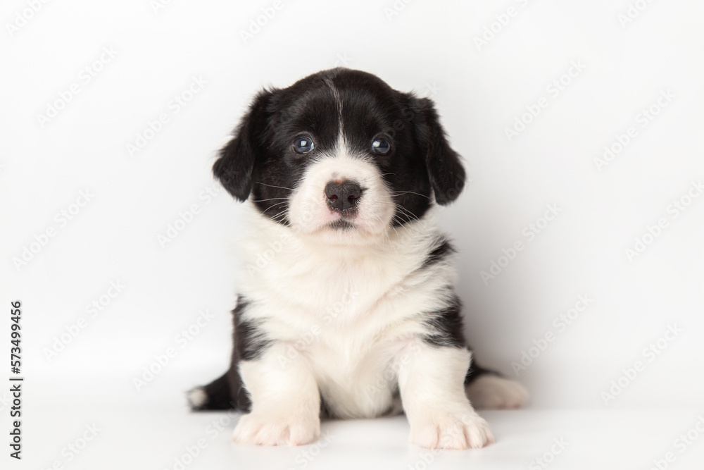 Welsh Corgi Cardigan cute fluffy dog puppy. funny happy animals on white background with copy space Welsh Corgi Cardigan cute fluffy dog puppy. funny happy animals on white background with copy space