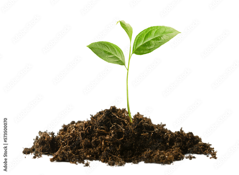 sprout in a pile of soil on a white isolated background - obrazy, fototapety, plakaty 