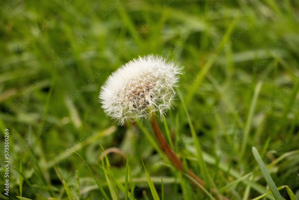 dandelion on grass