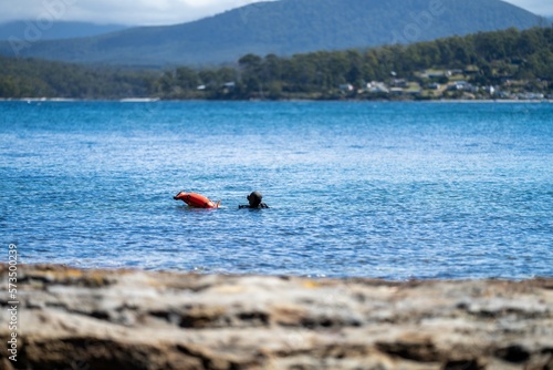 scuba diver, diving for fish in the ocean in tasmania australia