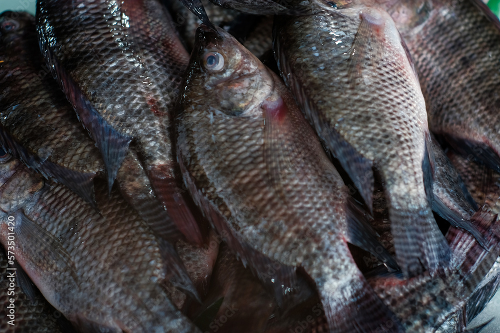 Fresh tilapia fish are sold in traditional markets Fresh tilapia fish are sold in traditional markets