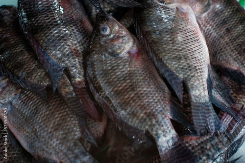 Fresh tilapia fish are sold in traditional markets