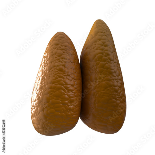 3D render of human internal organ thymus