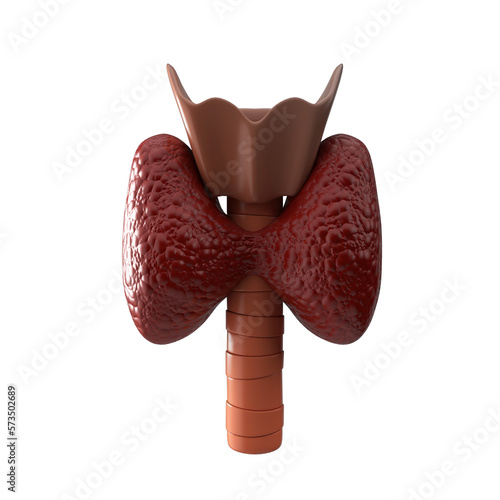 3D render of human internal organ Thyroid