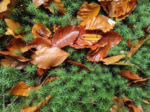fall background with autumn leaves. autumnal leaf on wet green grass