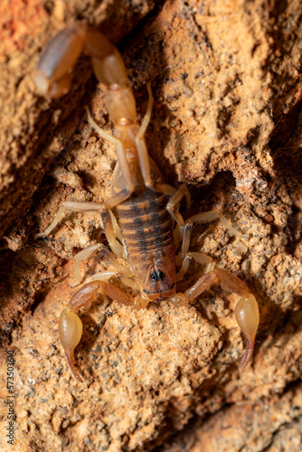 Teruelius flavopiceus, small scorpion in Tsingy de Bemaraha. Madagascar wildlife animal