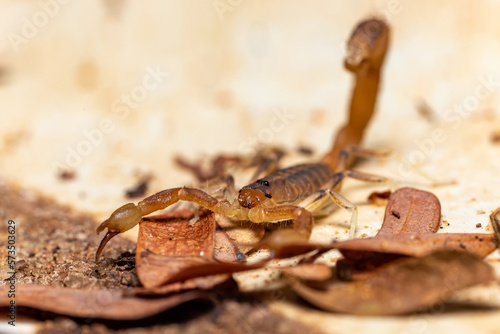 Teruelius flavopiceus, small scorpion in Tsingy de Bemaraha. Madagascar wildlife animal photo