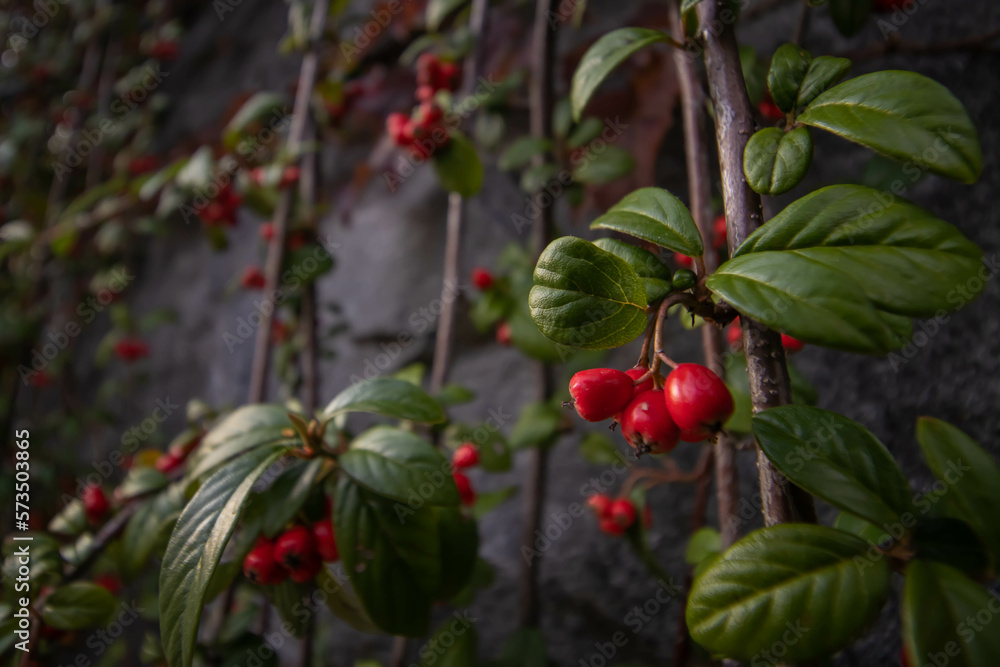 Obraz premium A ivy bush plants with lots of red berries on branches, autumnal background. Close-up colorful autumn wild bushes with red berries in the park; shallow depth of field