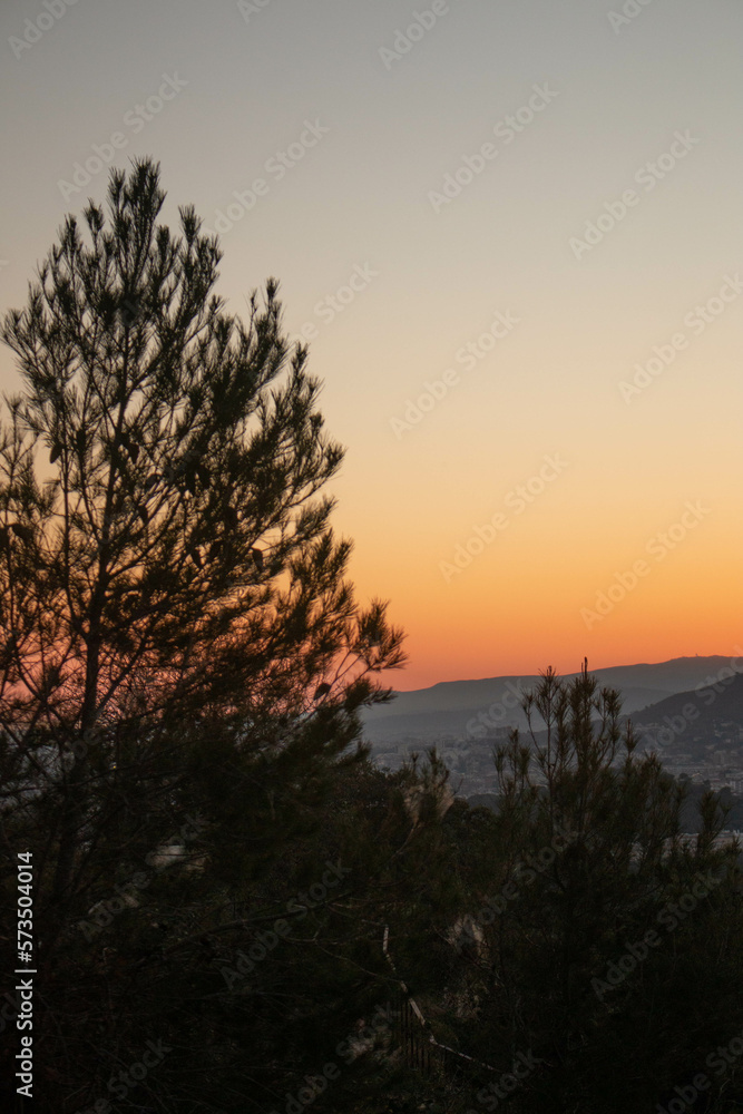 Silueta de árbol 