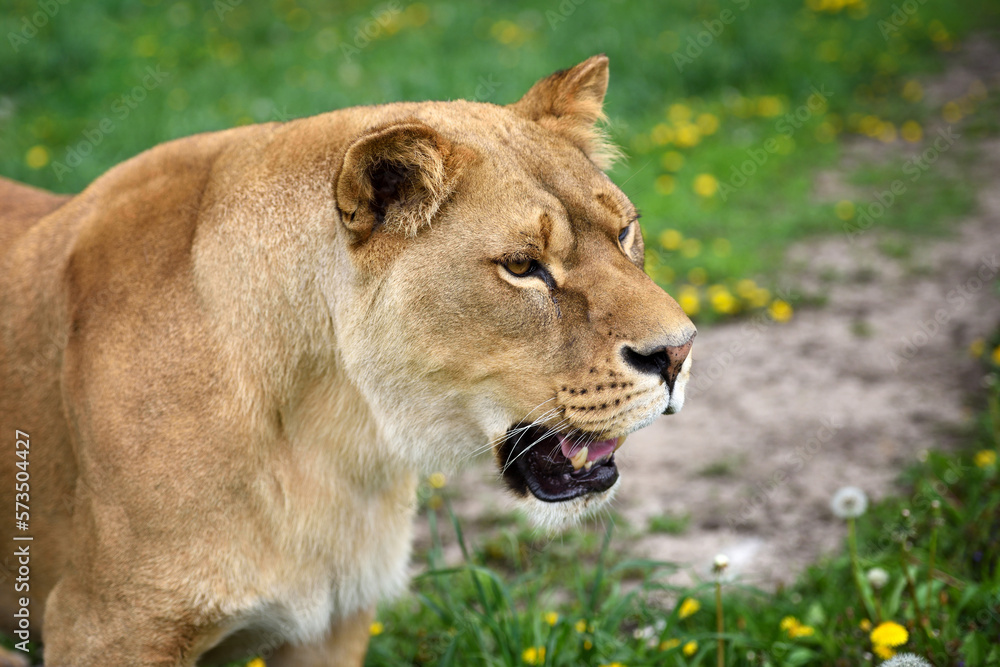 Lioness on a green lawn in sunny day. Portrait of a wary lioness. Lioness on a green lawn in sunny day. Portrait of a wary lioness.