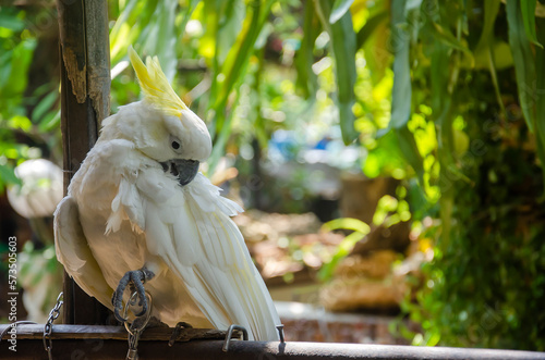 Fototapeta Naklejka Na Ścianę i Meble -  White parrots are raised in an outdoor garden.
