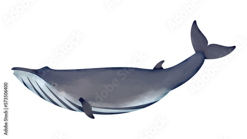 ニタリクジラの水彩風イラスト
Offshore Bryde’s whale. Watercolor style illustration.