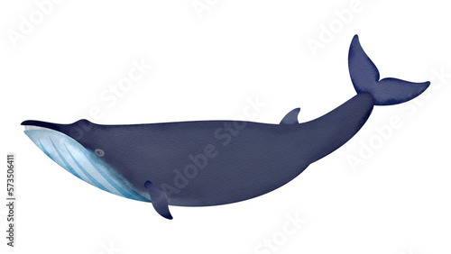 イワシクジラの水彩風イラスト
Sei whale. Watercolor style illustration. photo