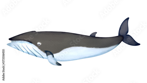 ミンククジラ（コイワシクジラ）の水彩風イラスト Common minke whale. Watercolor style illustration.