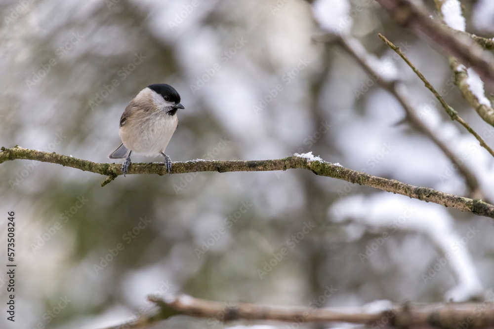 Naklejka premium Blackcap, Sylvia atricapilla, perched in a tree in winter
