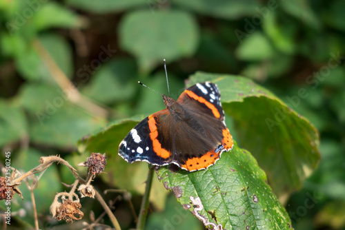 Red Admiral ,Vanessa atalanta, resting on a Blackberry bush