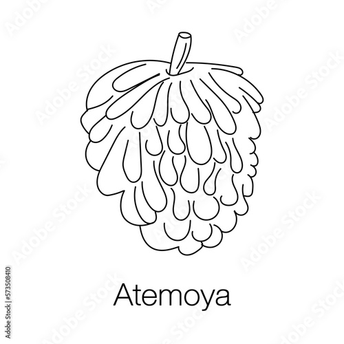 Hand drawn Atemoya or cherimoya fruit in linear style. Tropical, exotic Atemoya Sketch on white background. Cuban, Mexican, Taiwan traditional food. vector illustration