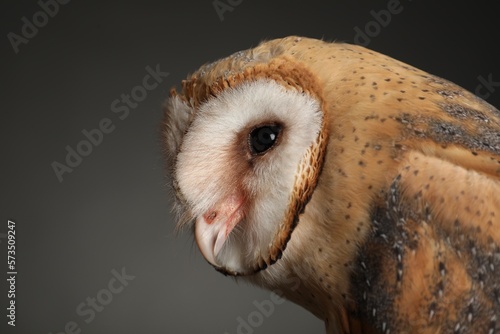 Beautiful common barn owl on grey background, closeup