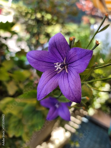 Passionsblume, Blüte, Blumen