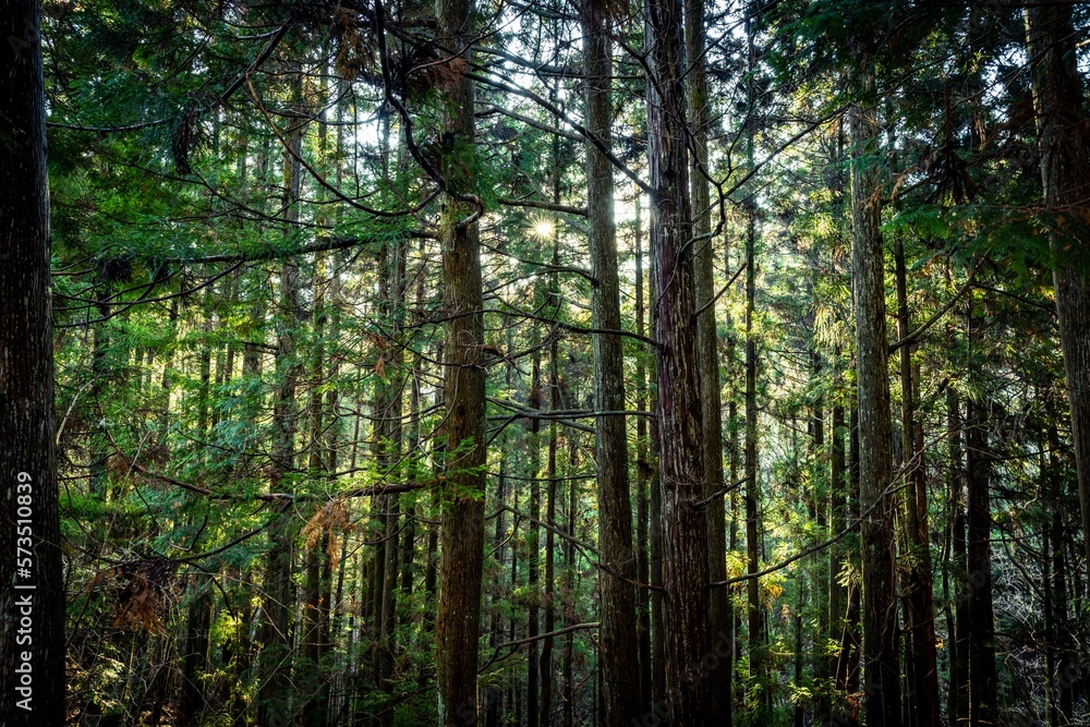 Obraz premium ヒノキ林