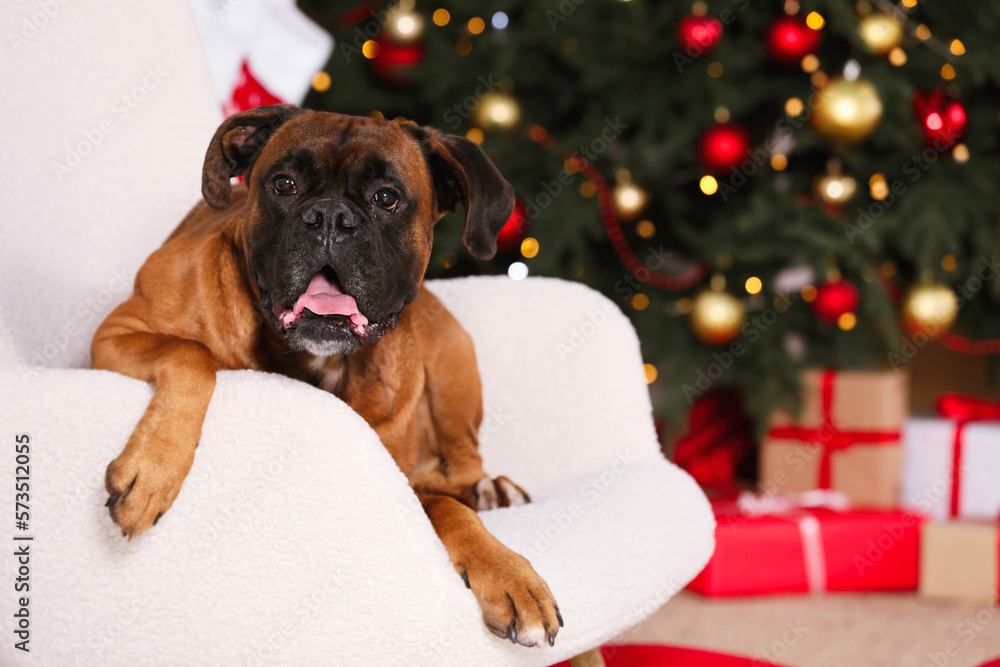 Cute dog on armchair in room decorated for Christmas