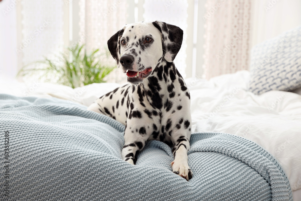 Adorable Dalmatian dog lying on bed indoors