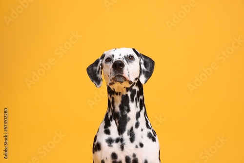 Adorable Dalmatian dog on yellow background. Lovely pet