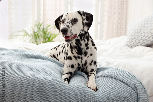 Adorable Dalmatian dog lying on bed indoors