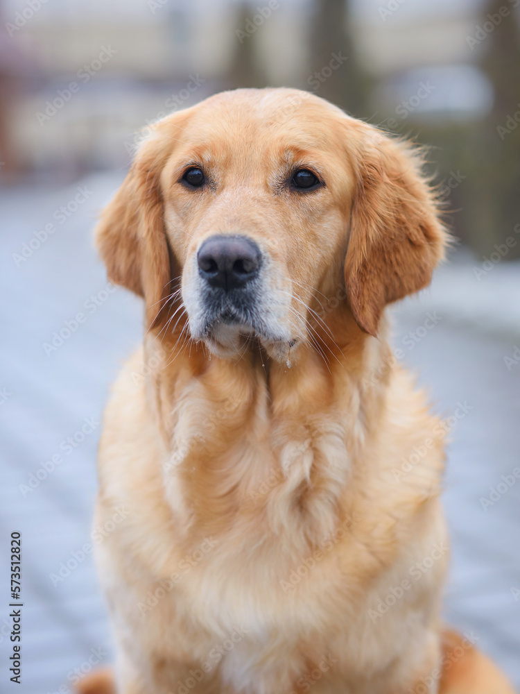 close-up portrait dog golden retriever labrador sits on the road for a walk in the city in spring