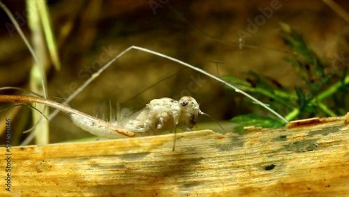 Callibaetis Nymph Crawling with Gills Waving photo