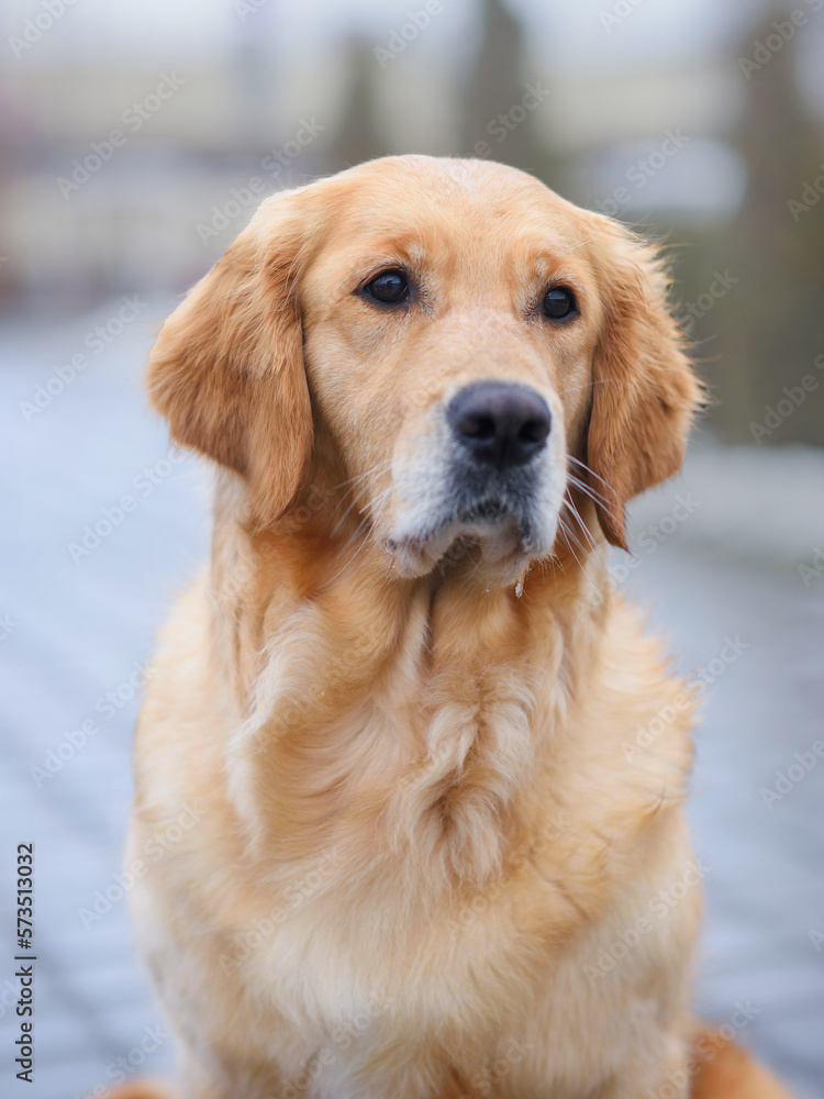 close-up portrait dog golden retriever labrador sits on the road in early spring at sunset