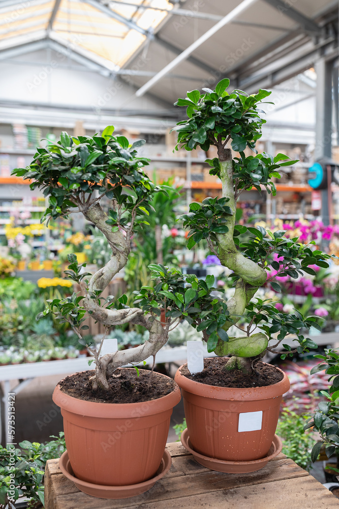 Ficus Bonsai Ginseng oriental tree in plant store