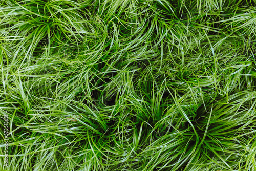 Cat grass Cyperus Zumula in plant store, close up top view