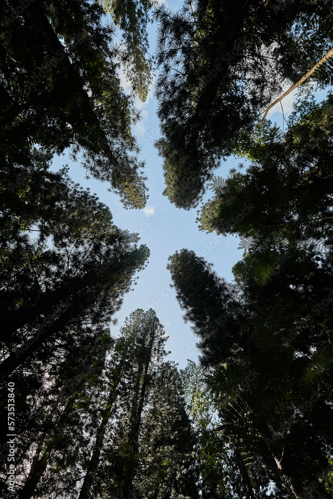 top of trees forming a star against the blue sky in a forest on Kauai Hawaii USA top of trees forming a star against the blue sky in a forest on Kauai Hawaii USA