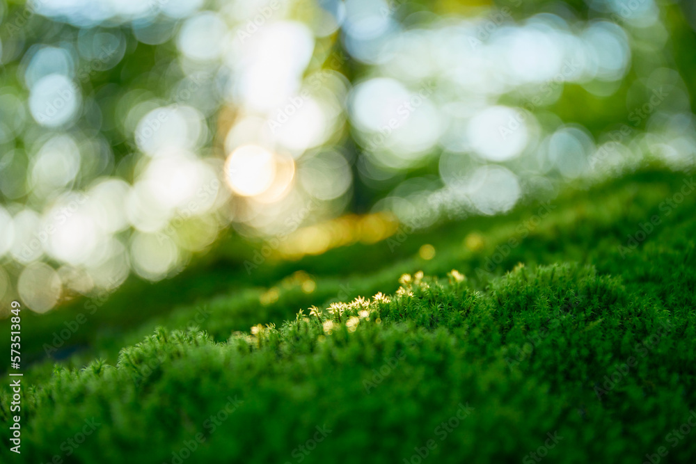 Moss~Brilliant fresh green moss in the forest lit by warm morning light. Feel the beauty of nature. 光に照らされた森の中の苔。