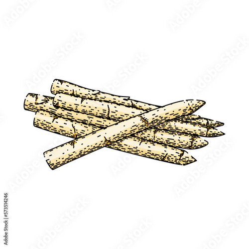 asparagus white sketch hand drawn vector