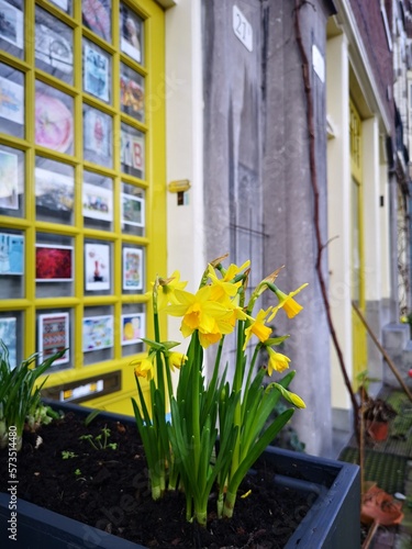 TULIPS IN AMSTERDAM