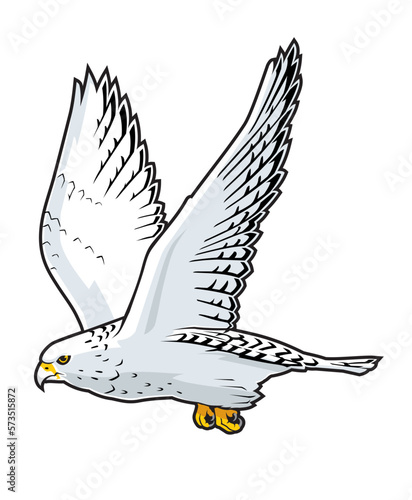 Arctic Gyrfalcon, the largest falcon birds of prey