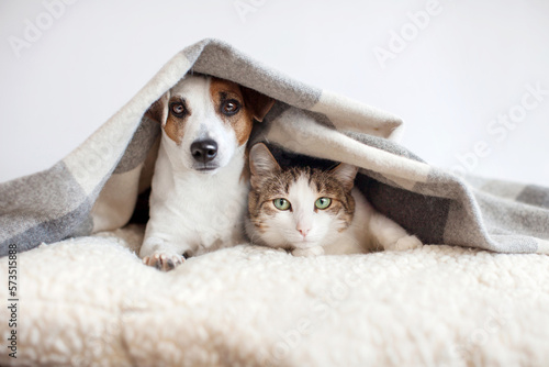 Fototapeta Naklejka Na Ścianę i Meble -  Dog and cat together