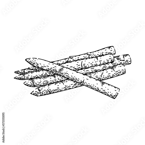 asparagus white sketch hand drawn vector © PikePicture