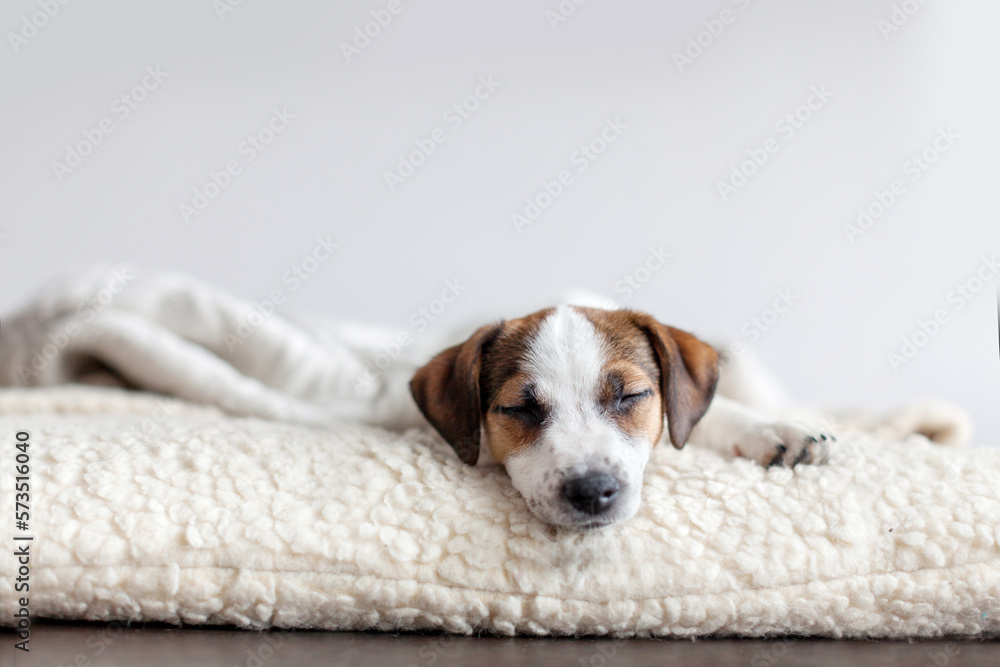 Sleeping puppy on dog bed - obrazy, fototapety, plakaty 