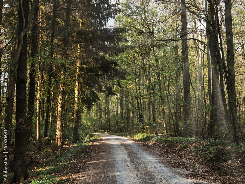 Fototapeta premium road in the forest